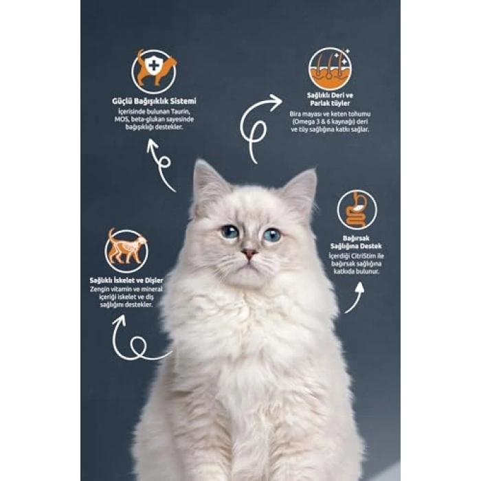 Kısır Somonlu Kedi Maması, 2 Kg, Lezzetli Seçenek