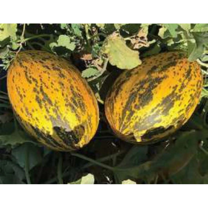 Kıvırcık Arapsaçı Marul Tohumu - Doğal