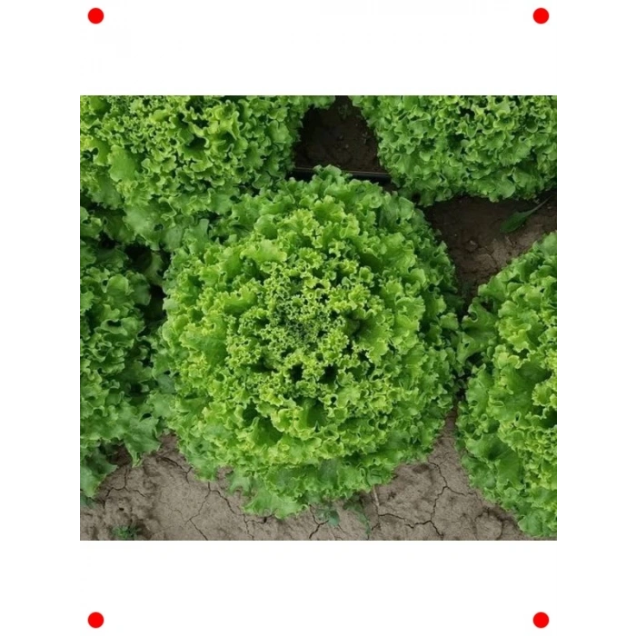 Kıvırcık Marul Tohumu - 5 Gram