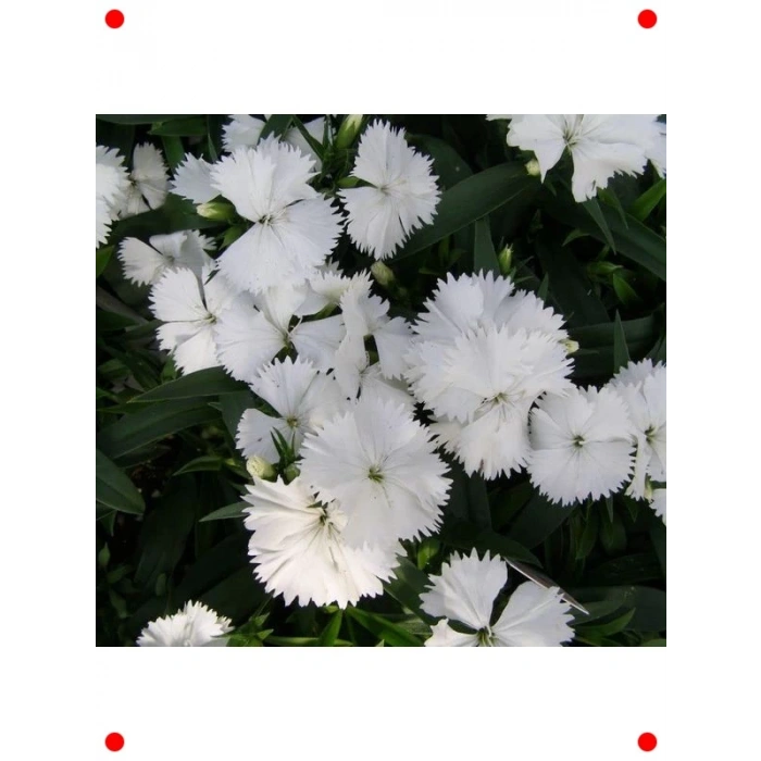 Kokulu Beyaz Çin Karanfili F1 Tohumu - 10 Adet