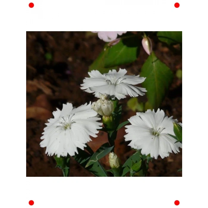 Kokulu Beyaz Çin Karanfili F1 Tohumu - 10 Adet