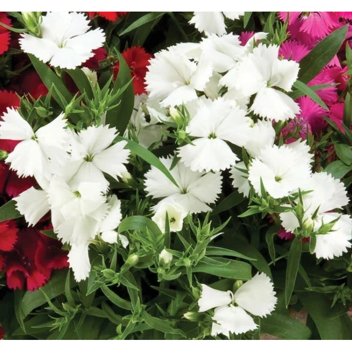 Kokulu Çok Çiçekli Çin Karanfili - 8 Adet, Beyaz