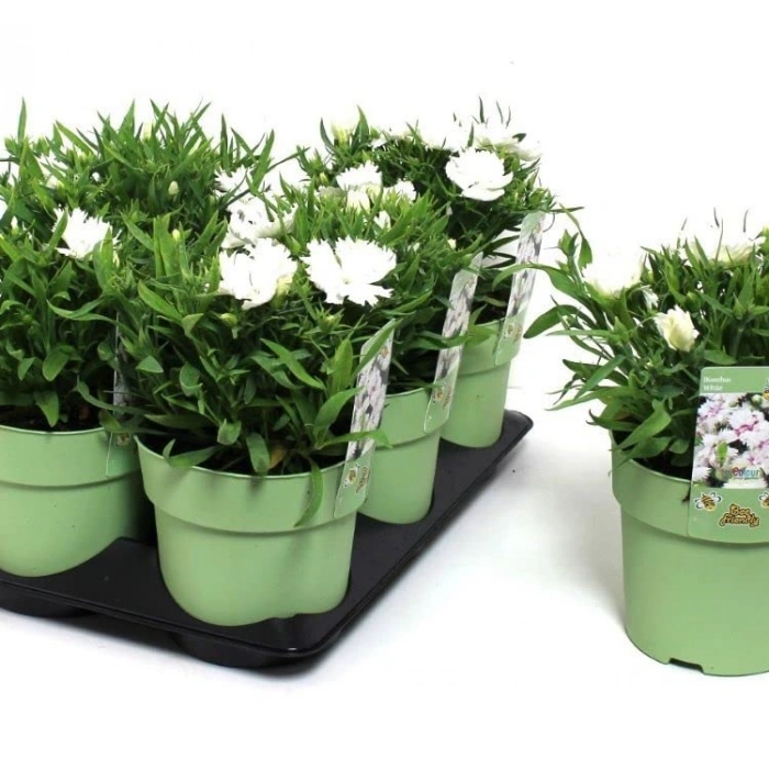 Kokulu Çok Çiçekli Çin Karanfili - 8 Adet, Beyaz