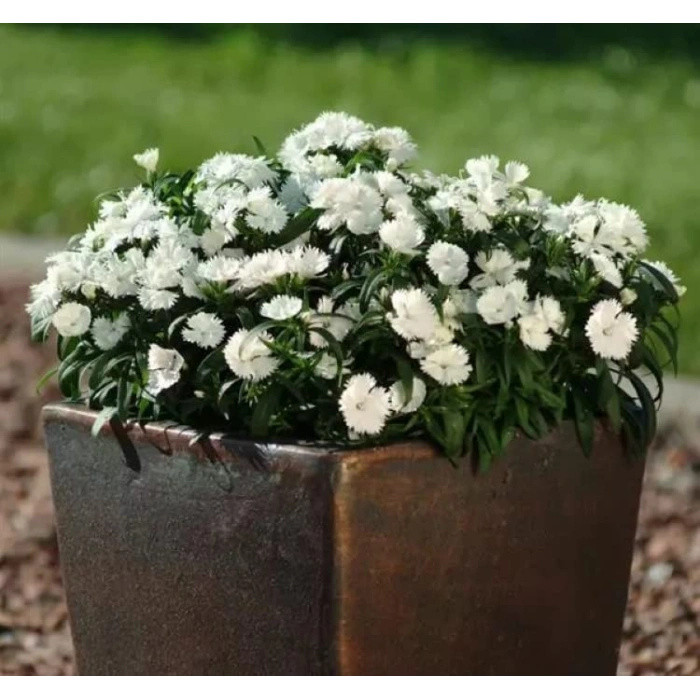 Kokulu Çok Çiçekli Çin Karanfili - 8 Adet, Beyaz