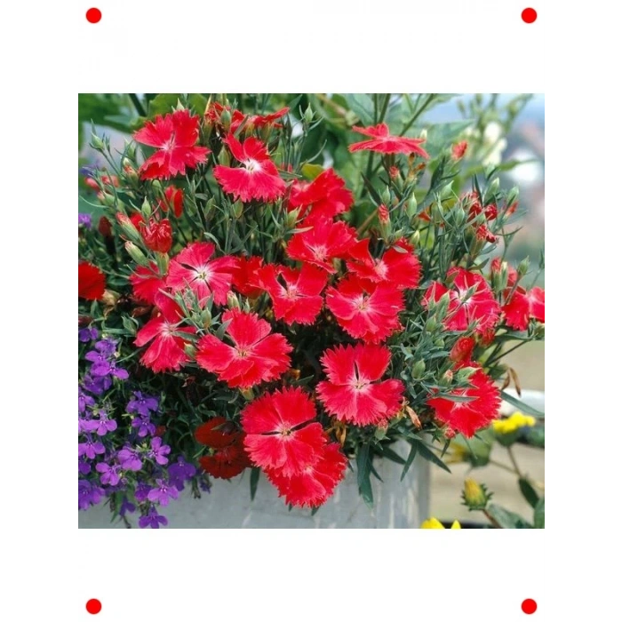 Kokulu Kırmızı Çin Karanfili Tohumları (8 Adet)