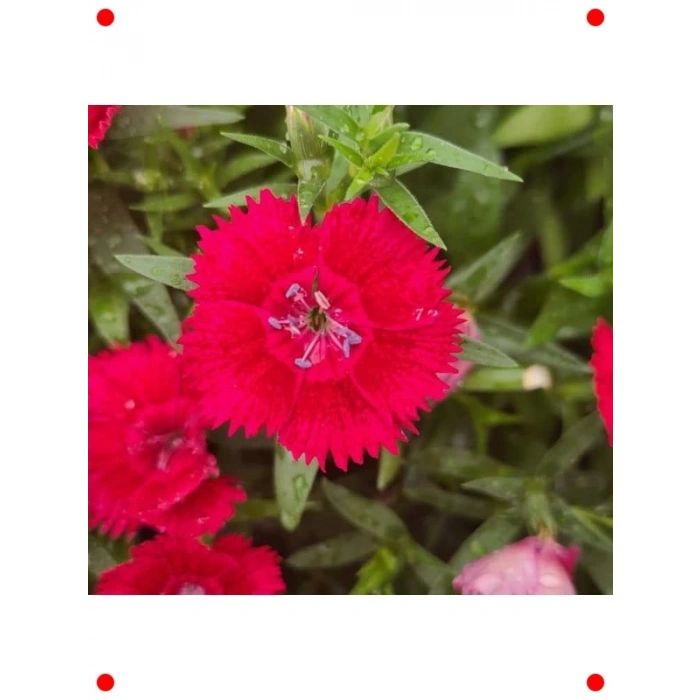 Kokulu Kırmızı Çin Karanfili Tohumları (8 Adet)