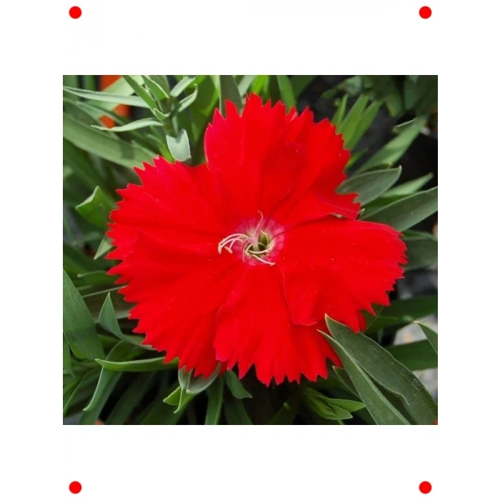 Kokulu Kırmızı Çin Karanfili Tohumları (8 Adet)