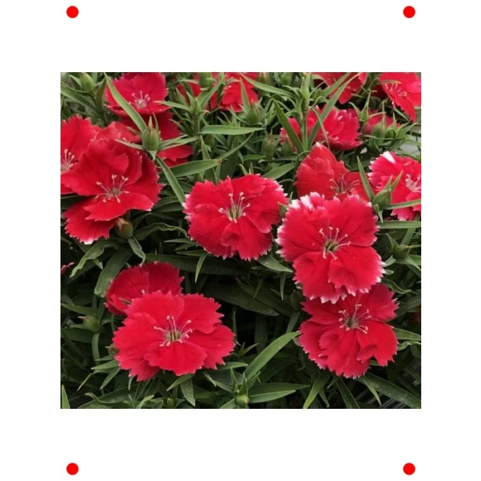 Kokulu Kırmızı Çin Karanfili Tohumları (8 Adet)