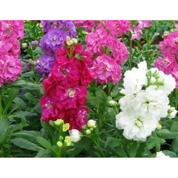 Kokulu Şebboy Tohumu - 50 Adet, Aromatik