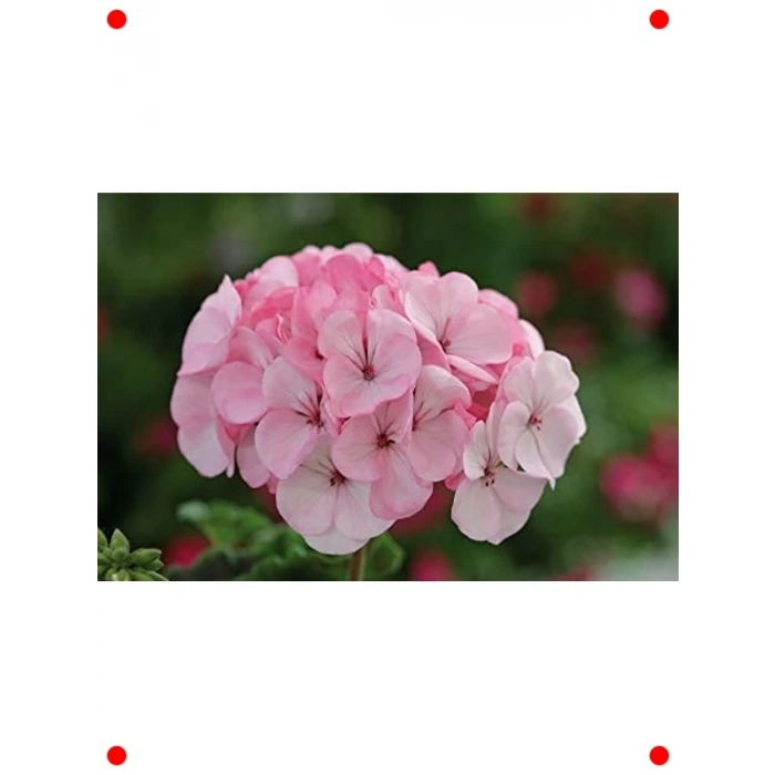 Kokulu Yapraklı Pembe Beyaz Büyük Çiçek Sardunya Tohumu