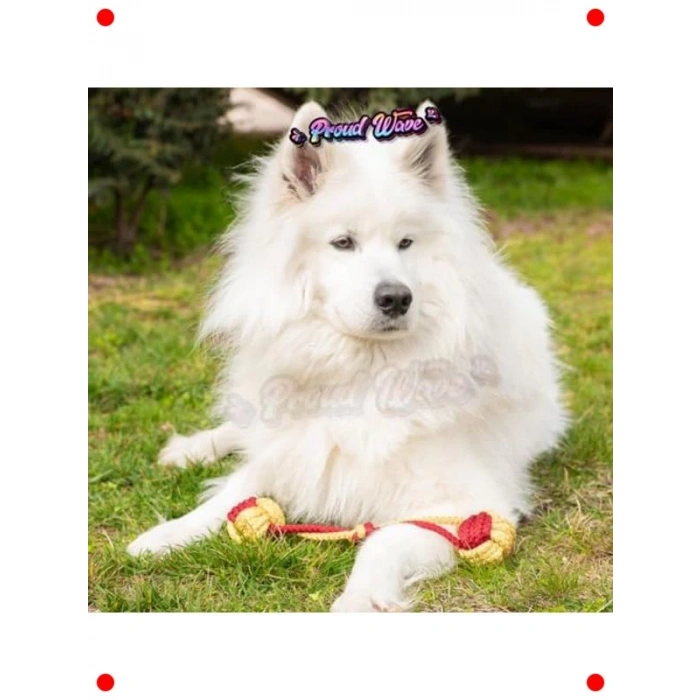 Köpek Diş İpi ve Top Oyuncak Seti (3lü)