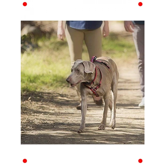 Köpek Yürüyüş Göğüs Tasması - S Beden Mor