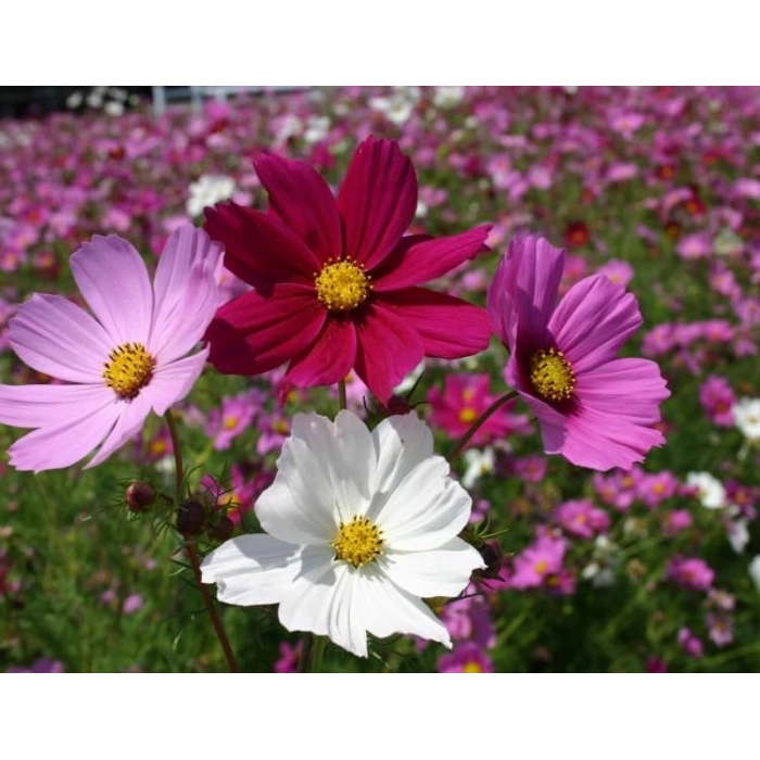 Kozmos Tohumu - 40 Tohum