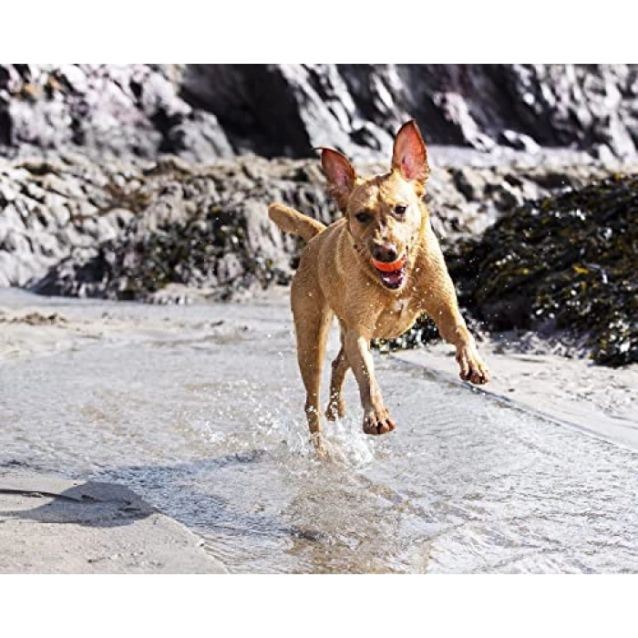 Küçük Boy Köpek Oyun Topu, 2li Set, Eğlenceli Seçenek