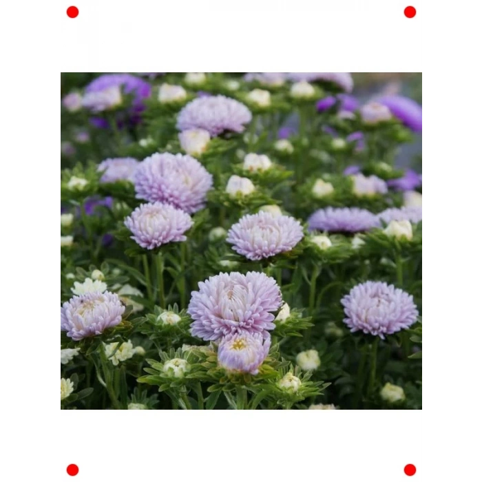 Lavanta Renkli Aster Kasımpatı Tohumu (20 Adet)