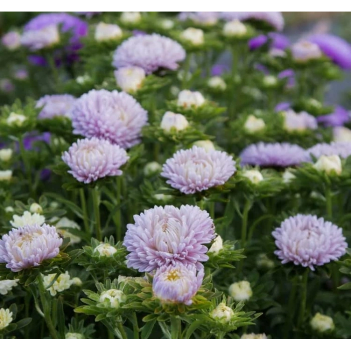 Lavanta Renkli Aster Kasımpatı Tohumu - 20 Adet