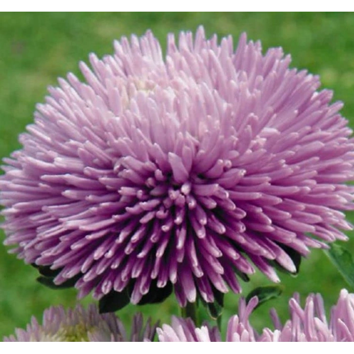 Lavanta Renkli Aster Kasımpatı Tohumu - 20 Adet