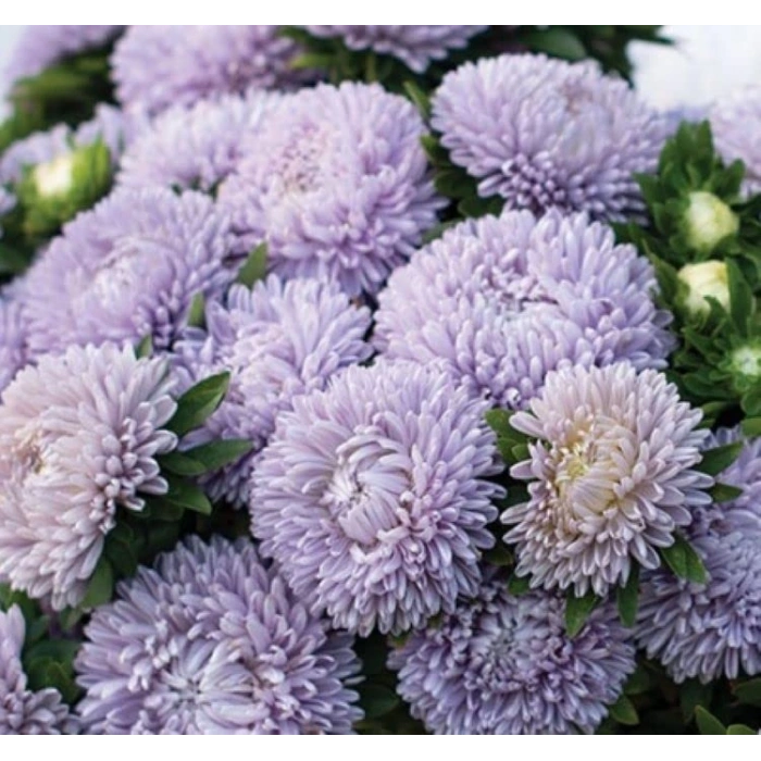 Lavanta Renkli Aster Kasımpatı Tohumu - 20 Adet