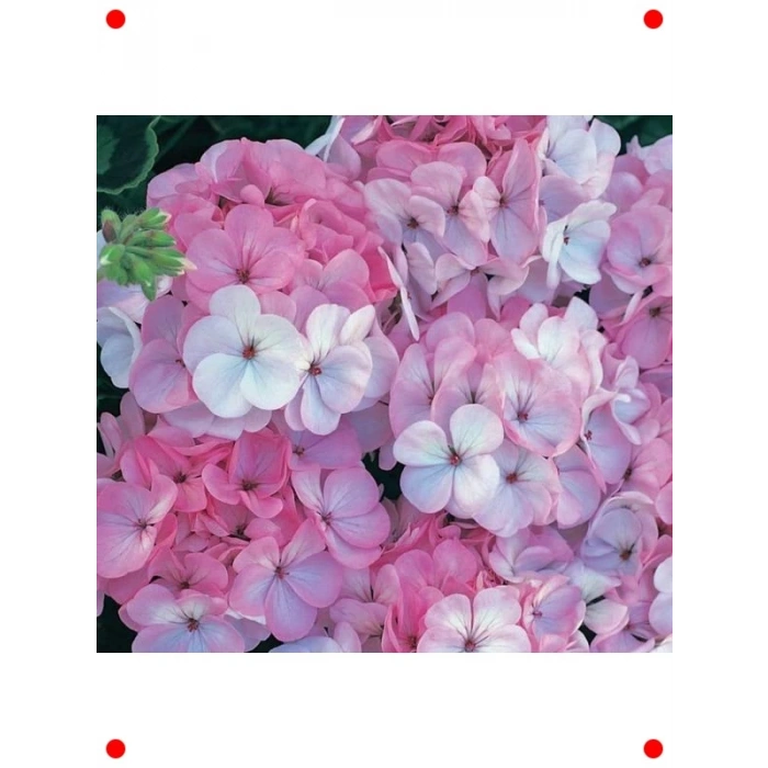 Lekeli Pembe Gül Sardunya F1 Tohumu (10 Adet)