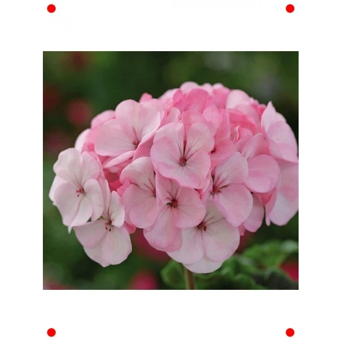 Lekeli Pembe Gül Sardunya  Tohumu (10 Adet)