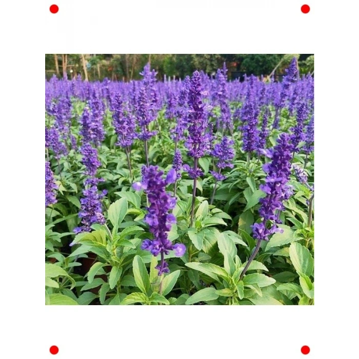 Leylak Ateş Çiçeği (Salvia ) - 30 Tohum