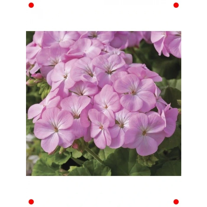 Leylak Gül Sardunya  Tohumu (10 Adet)