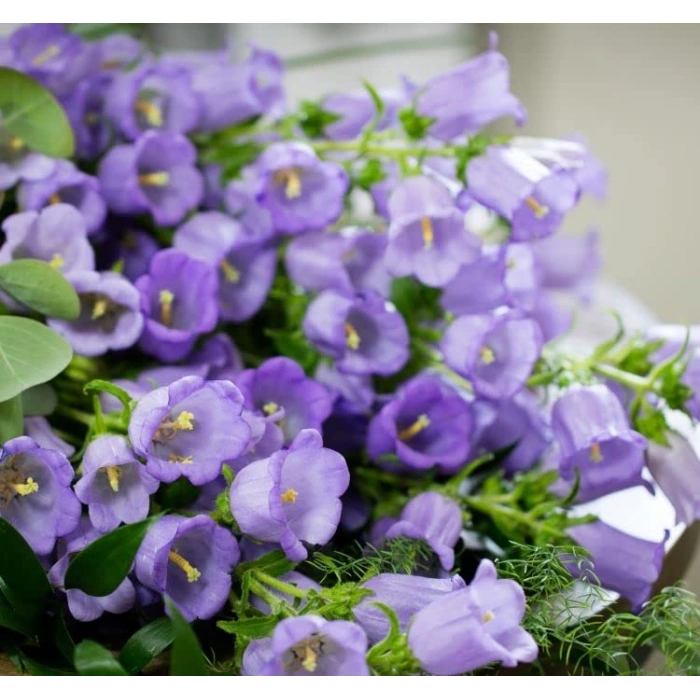 Leylak Renkli Maviş Çan Çiçeği Tohumu - 5 Adet