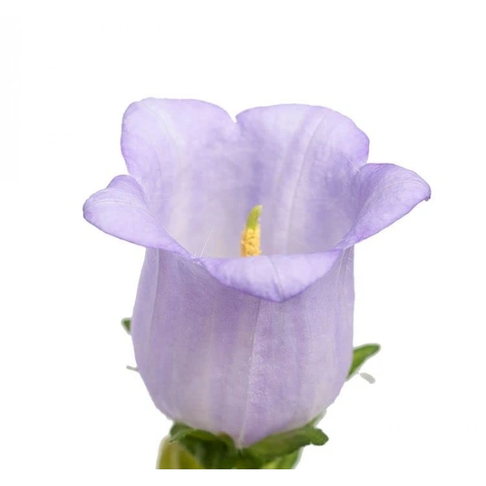 Leylak Renkli Maviş Çan Çiçeği Tohumu - 5 Adet