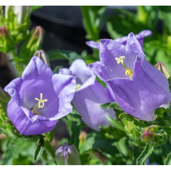 Leylak Renkli Maviş Çan Çiçeği Tohumu - 5 Adet