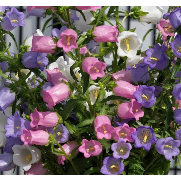 Leylak Renkli Maviş Çan Çiçeği Tohumu - 5 Adet