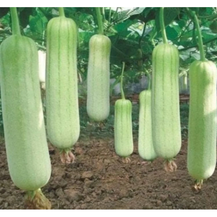 Lif Kabak Tohumu - 10 Adet