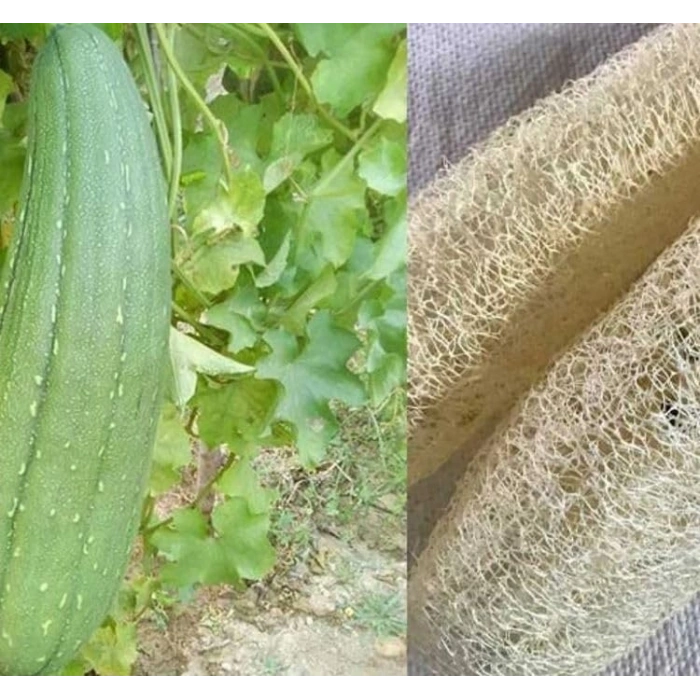 Lif Kabak Tohumu - 10 Adet