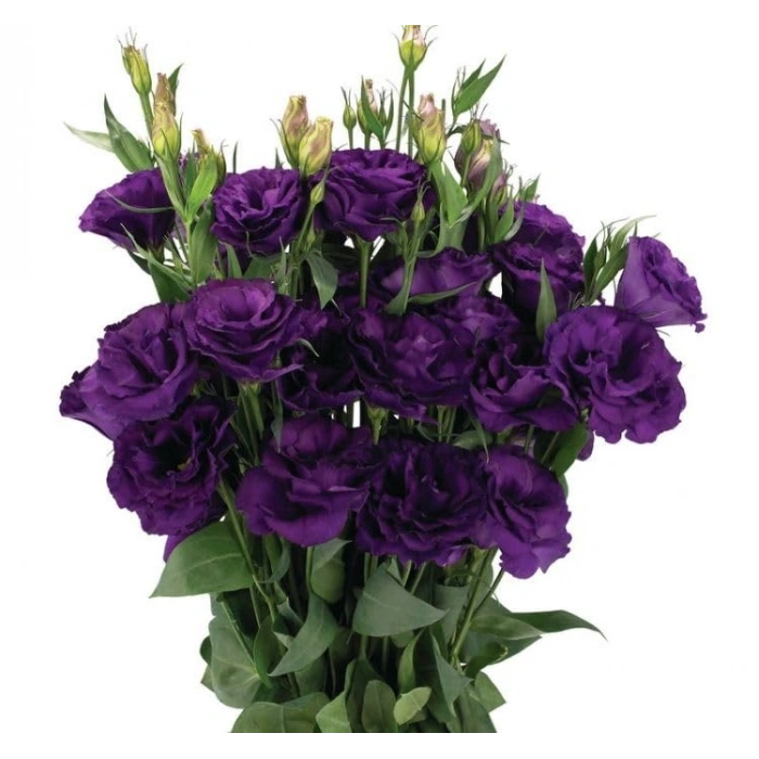 Lisianthus (Lale Gül) Advantage Serisi - MOR (5 Tohum)