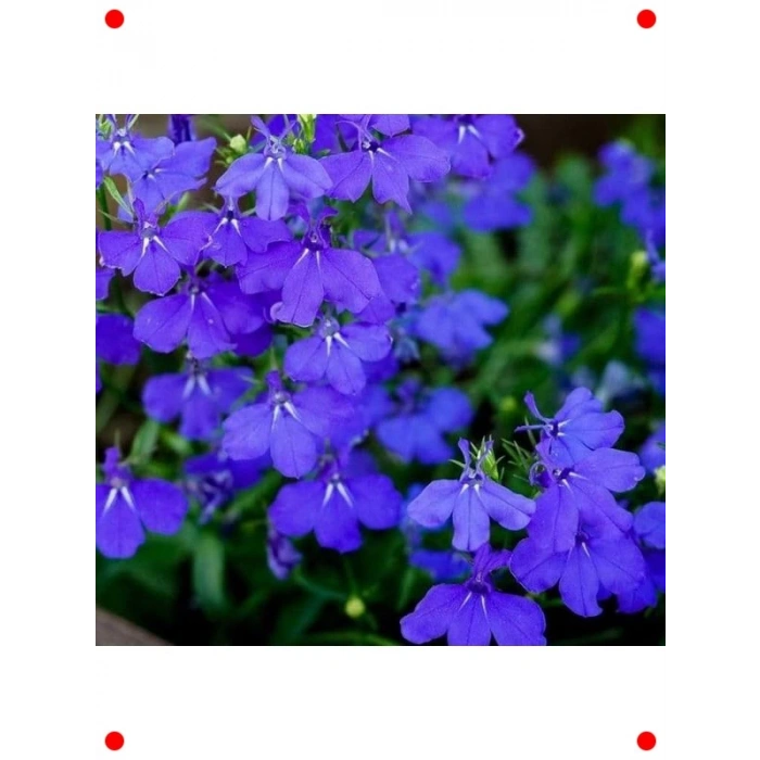 Lobelya Çiçeği Karışık Renk Tohumları - 400 Adet