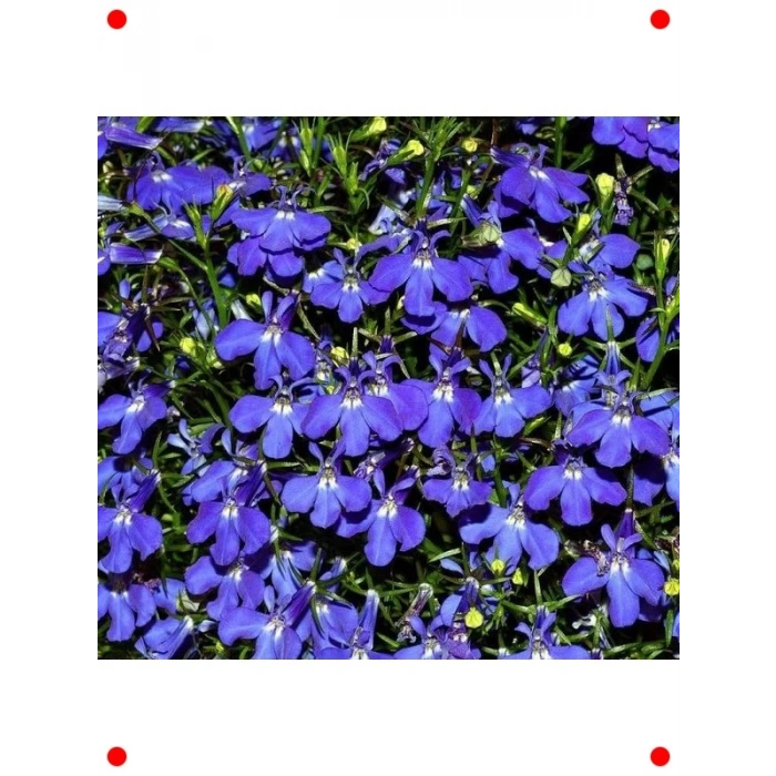 Lobelya Çiçeği Karışık Renk Tohumları - 400 Adet