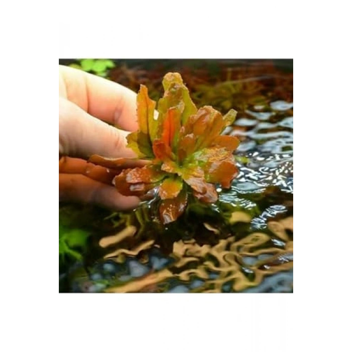 Ludwigia Sphaerocarpa Saksı Canlı Bitki, Su Bitkileri Koleksiyonu için