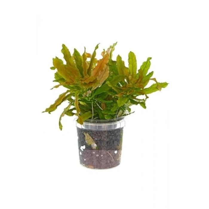 Ludwigia Sphaerocarpa Saksı Canlı Bitki, Su Bitkileri Koleksiyonu için