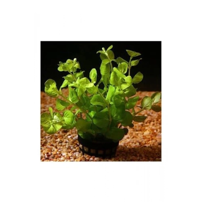 Lysimachia Nummularia Green Saksı Canlı Bitki