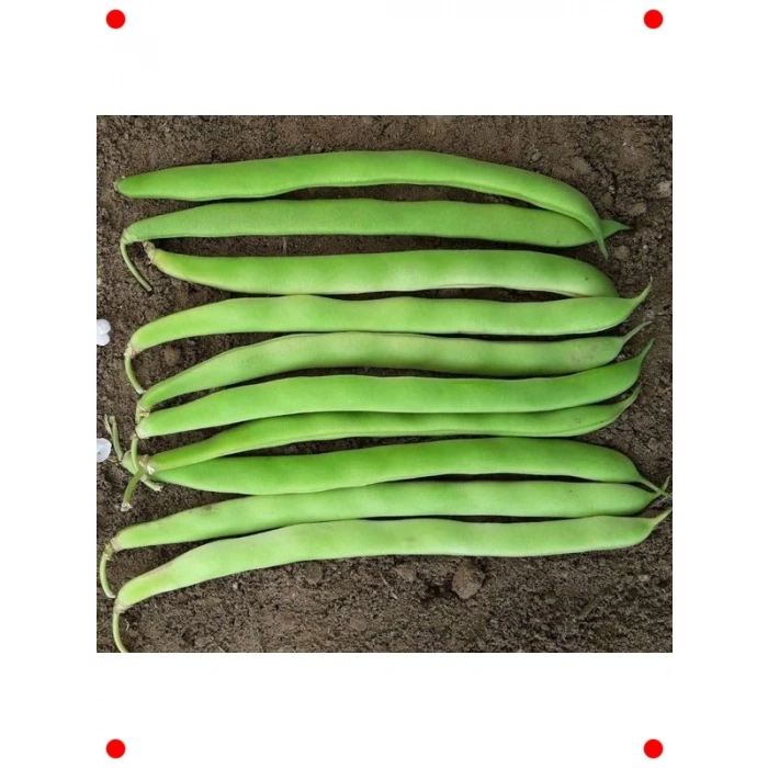 Magnum Oturak Fasulye Tohumu (25 gr) - Yüksek Verimli