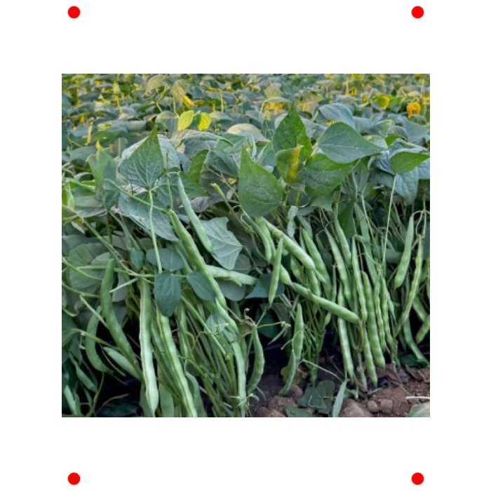 Magnum Oturak Fasulye Tohumu (25 gr) - Yüksek Verimli