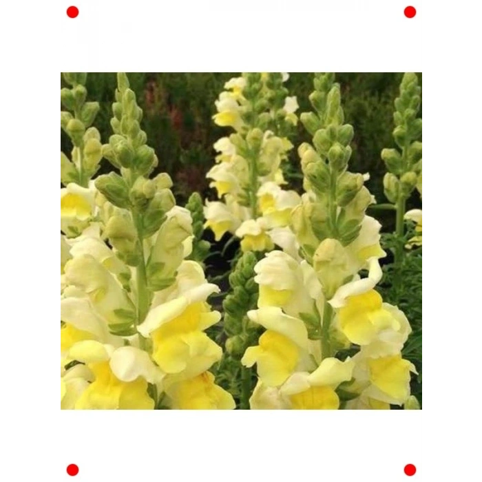 Major Sarı Aslanağzı  Tohumu - 30 Adet