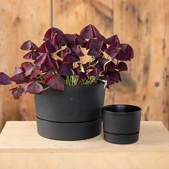 Mat Siyah Silindir Saksı, Orta Yüzyıl Modern Tasarım, 21.5 cm