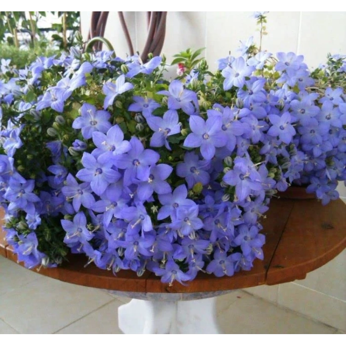 Mavi Çan Çiçeği Tohumu