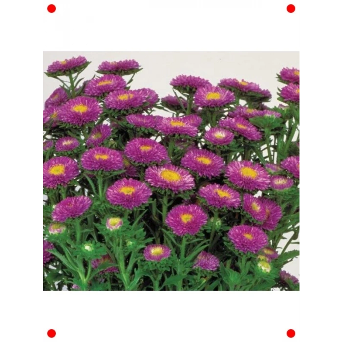 Mavi Kasımpatı F1 Tohumu (15 Adet)