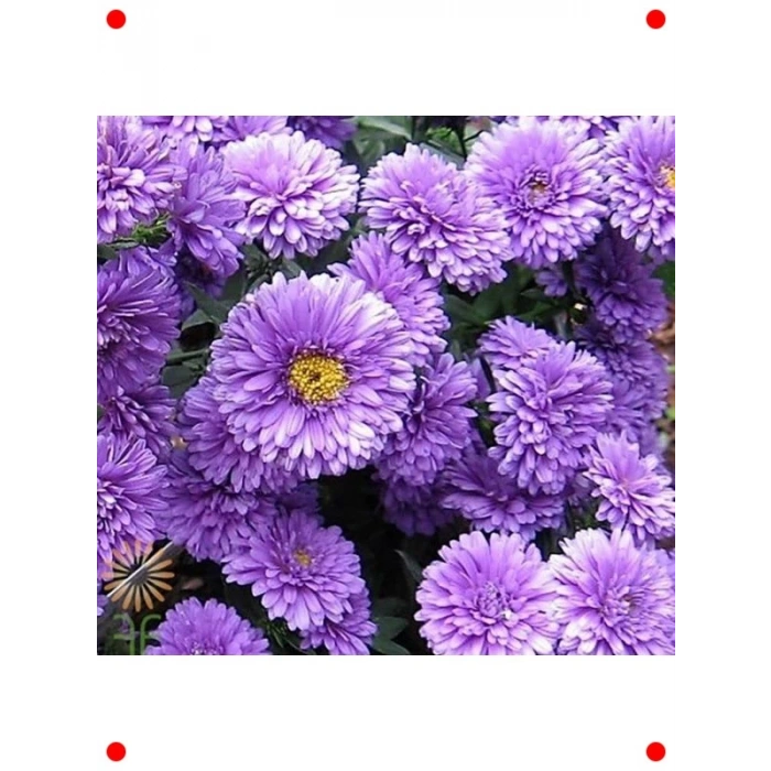 Mavi Kasımpatı F1 Tohumu (15 Adet)