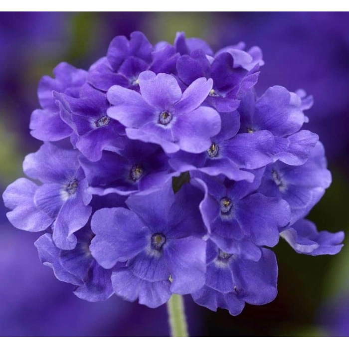 Mavi Ne Çiçeği F1 Tohumu - 20 Adet