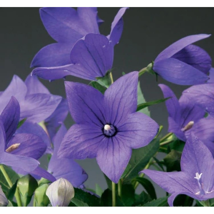 Mavi Renkli Balon Çiçeği Tohumu - 5 Adet Çan Çiçeği