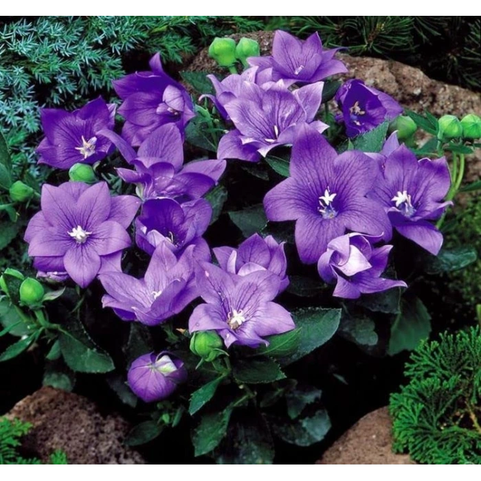 Mavi Renkli Balon Çiçeği Tohumu - 5 Adet Çan Çiçeği