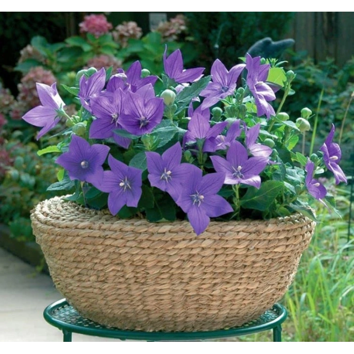 Mavi Renkli Balon Çiçeği Tohumu - 5 Adet Çan Çiçeği