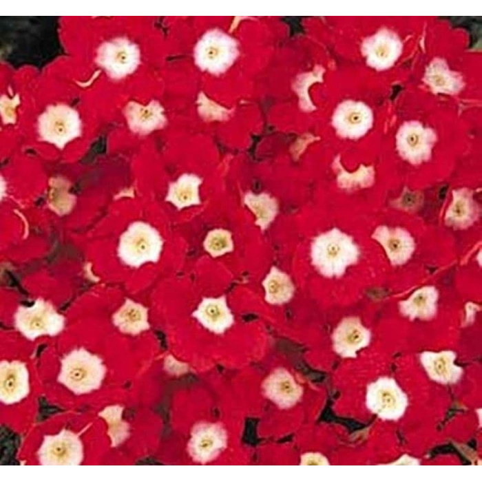 Mavi Renkli Çan Çiçeği Tohumu - 5 Adet, Ni Maviş